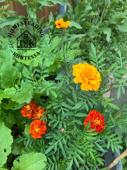 Marigold Seeds