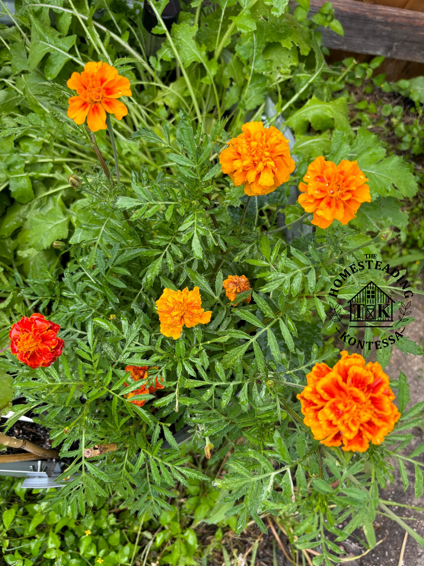 Marigold Seeds