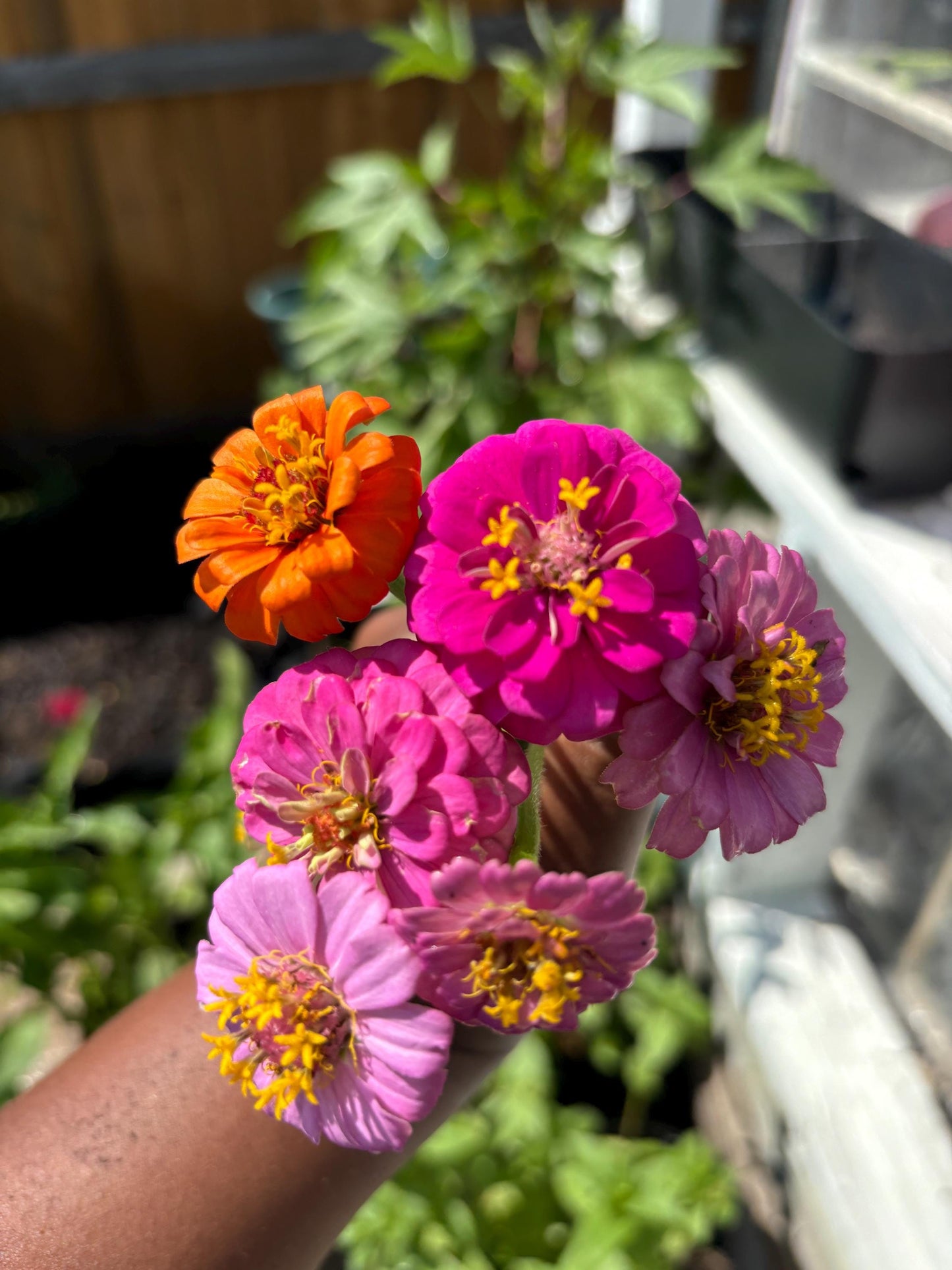 Zinnia Seeds