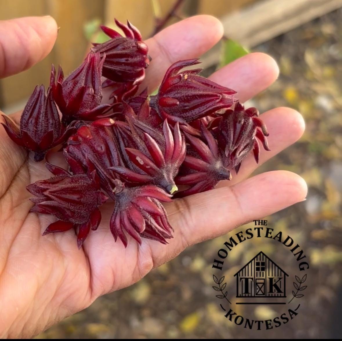 Roselle Hibiscus Tea